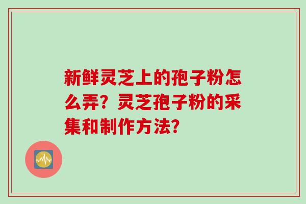 新鲜灵芝上的孢子粉怎么弄？灵芝孢子粉的采集和制作方法？