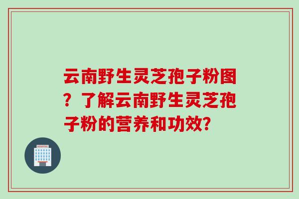 云南野生灵芝孢子粉图？了解云南野生灵芝孢子粉的营养和功效？