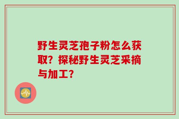 野生灵芝孢子粉怎么获取？探秘野生灵芝采摘与加工？