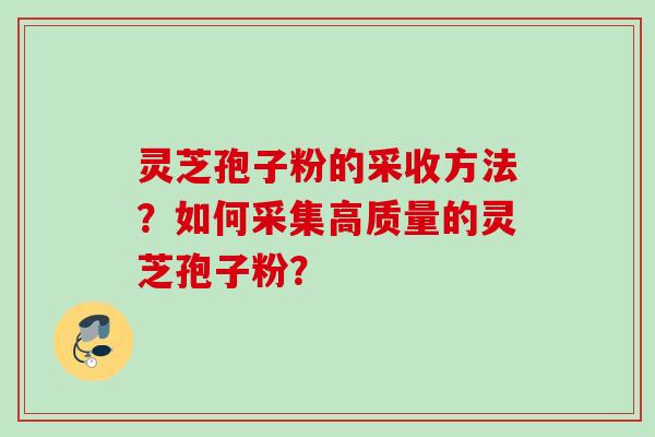 灵芝孢子粉的采收方法？如何采集高质量的灵芝孢子粉？