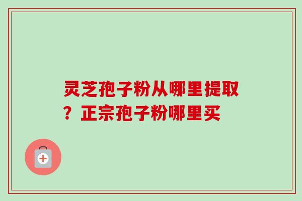 灵芝孢子粉从哪里提取？正宗孢子粉哪里买