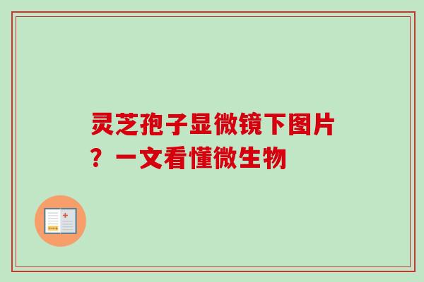 灵芝孢子显微镜下图片？一文看懂微生物