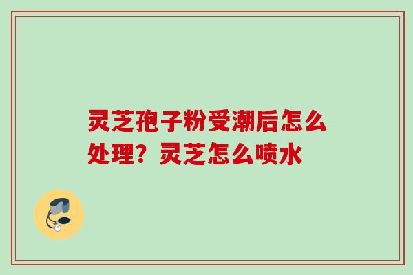 灵芝孢子粉受潮后怎么处理？灵芝怎么喷水