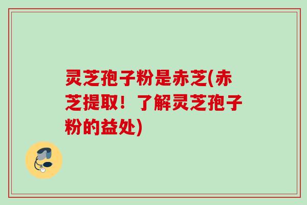 灵芝孢子粉是赤芝(赤芝提取！了解灵芝孢子粉的益处)