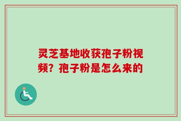 灵芝基地收获孢子粉视频？孢子粉是怎么来的