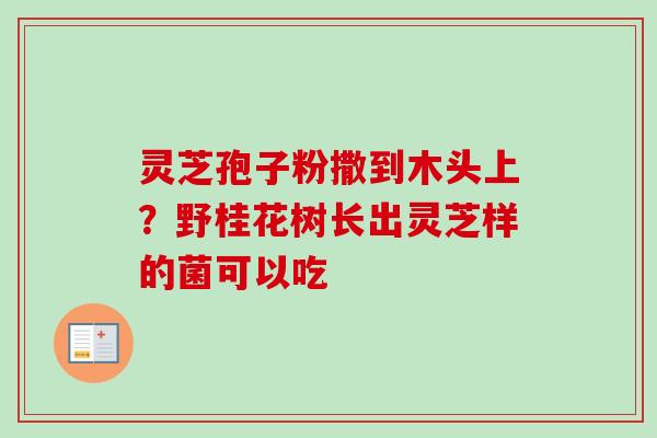 灵芝孢子粉撒到木头上？野桂花树长出灵芝样的菌可以吃