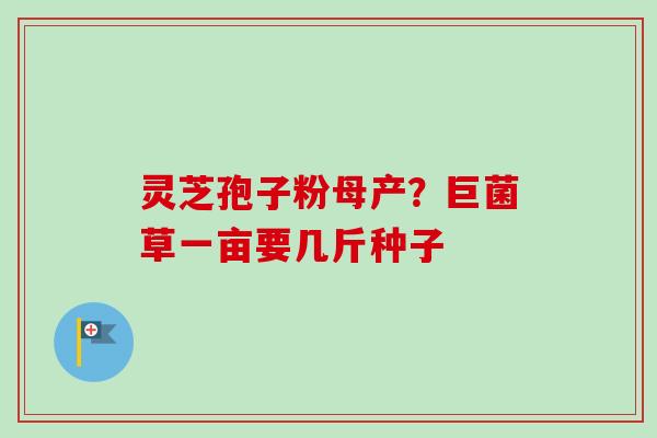 灵芝孢子粉母产？巨菌草一亩要几斤种子