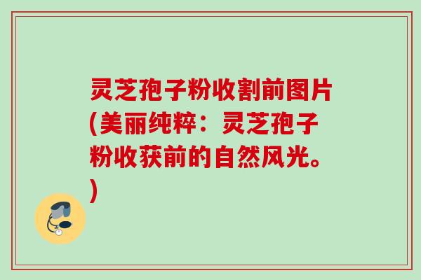 灵芝孢子粉收割前图片(美丽纯粹：灵芝孢子粉收获前的自然风光。)