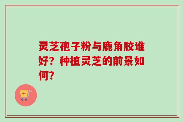 灵芝孢子粉与鹿角胶谁好？种植灵芝的前景如何？