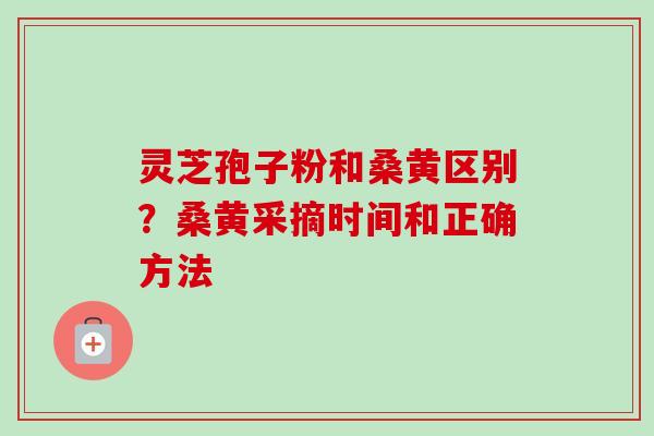 灵芝孢子粉和桑黄区别？桑黄采摘时间和正确方法