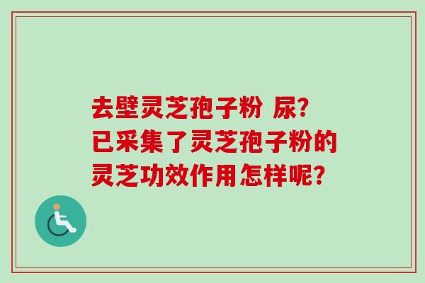 去壁灵芝孢子粉 尿？已采集了灵芝孢子粉的灵芝功效作用怎样呢？