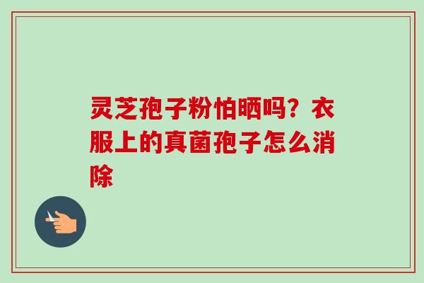 灵芝孢子粉怕晒吗？衣服上的真菌孢子怎么消除