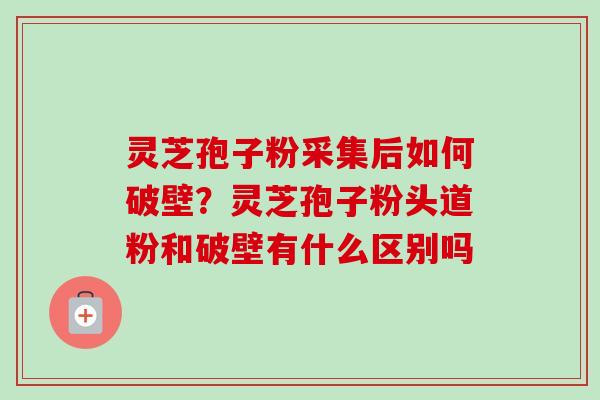 灵芝孢子粉采集后如何破壁？灵芝孢子粉头道粉和破壁有什么区别吗