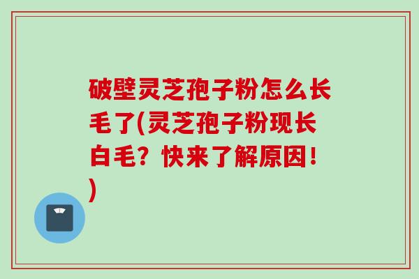 破壁灵芝孢子粉怎么长毛了(灵芝孢子粉现长白毛？快来了解原因！)