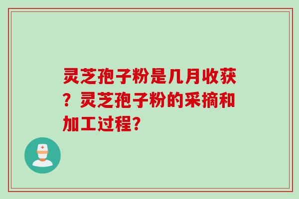 灵芝孢子粉是几月收获？灵芝孢子粉的采摘和加工过程？