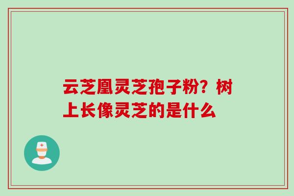 云芝凰灵芝孢子粉？树上长像灵芝的是什么