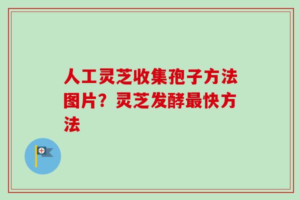 人工灵芝收集孢子方法图片？灵芝发酵最快方法