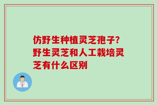 仿野生种植灵芝孢子？野生灵芝和人工栽培灵芝有什么区别