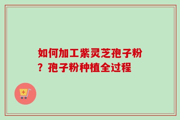 如何加工紫灵芝孢子粉？孢子粉种植全过程