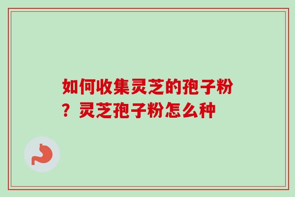 如何收集灵芝的孢子粉？灵芝孢子粉怎么种