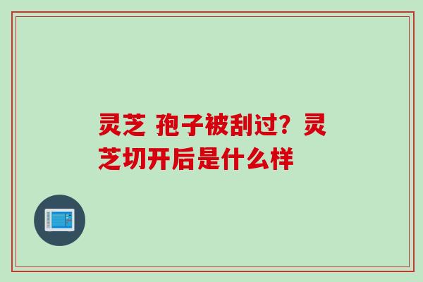 灵芝 孢子被刮过？灵芝切开后是什么样