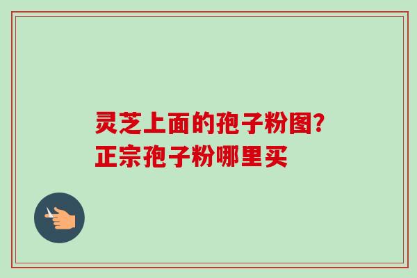 灵芝上面的孢子粉图？正宗孢子粉哪里买