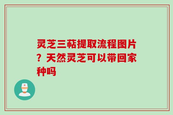 灵芝三萜提取流程图片？天然灵芝可以带回家种吗
