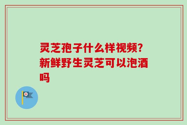 灵芝孢子什么样视频？新鲜野生灵芝可以泡酒吗