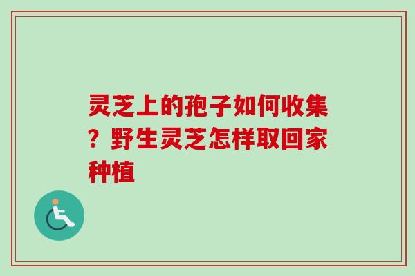 灵芝上的孢子如何收集？野生灵芝怎样取回家种植