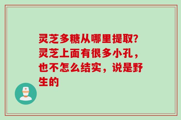 灵芝多糖从哪里提取？灵芝上面有很多小孔，也不怎么结实，说是野生的