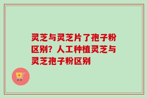 灵芝与灵芝片了孢子粉区别？人工种植灵芝与灵芝孢子粉区别