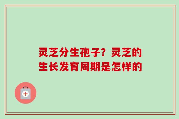 灵芝分生孢子？灵芝的生长发育周期是怎样的