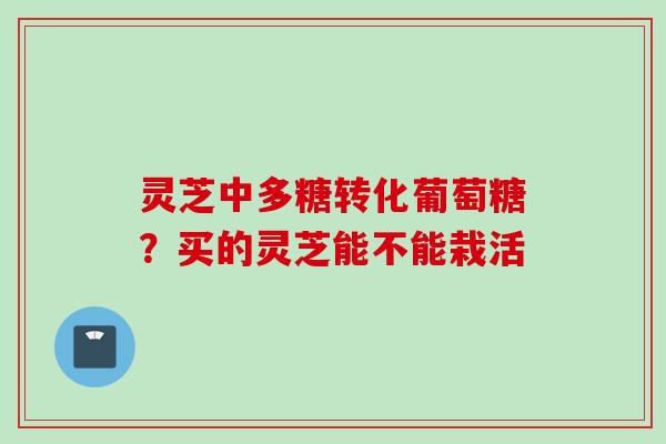 灵芝中多糖转化葡萄糖？买的灵芝能不能栽活