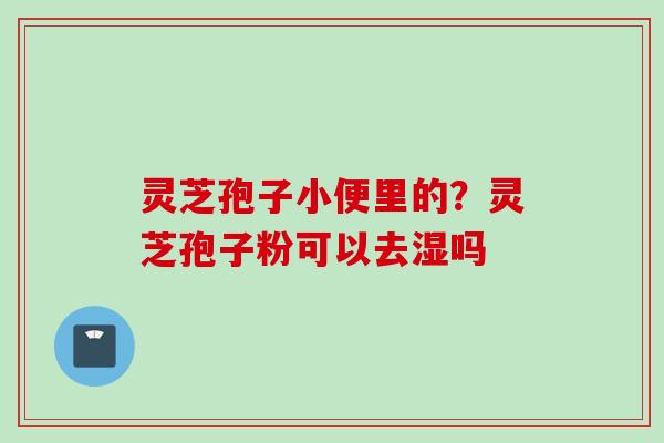 灵芝孢子小便里的？灵芝孢子粉可以去湿吗