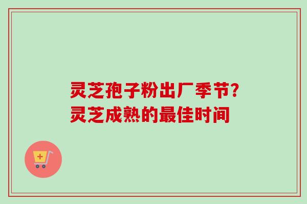 灵芝孢子粉出厂季节？灵芝成熟的最佳时间