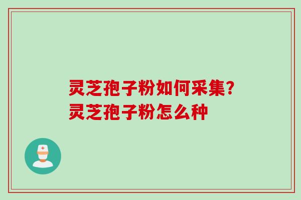 灵芝孢子粉如何采集？灵芝孢子粉怎么种