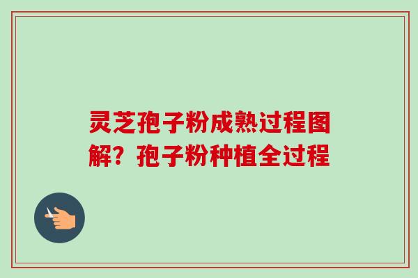 灵芝孢子粉成熟过程图解？孢子粉种植全过程