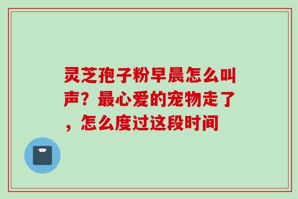 灵芝孢子粉早晨怎么叫声？最心爱的宠物走了，怎么度过这段时间