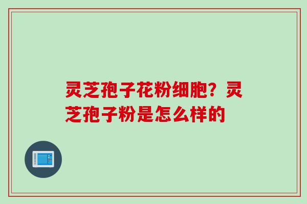 灵芝孢子花粉细胞？灵芝孢子粉是怎么样的