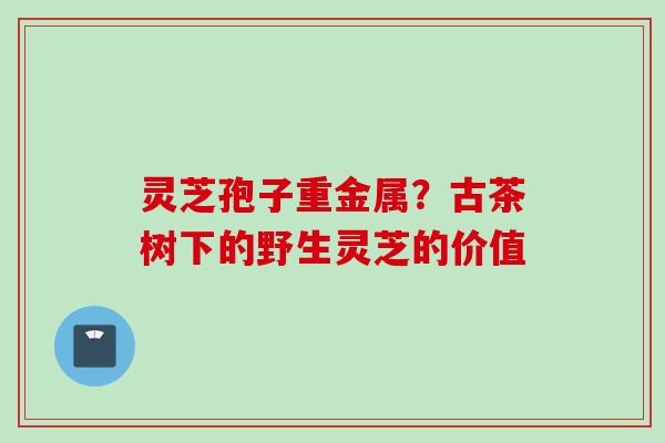 灵芝孢子重金属？古茶树下的野生灵芝的价值