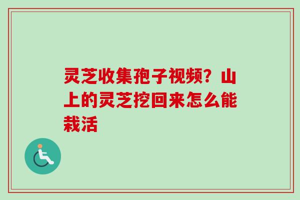 灵芝收集孢子视频?山上的灵芝挖回来怎么能栽活 灵芝收集孢子视频?山上的灵芝挖回来怎么能栽活