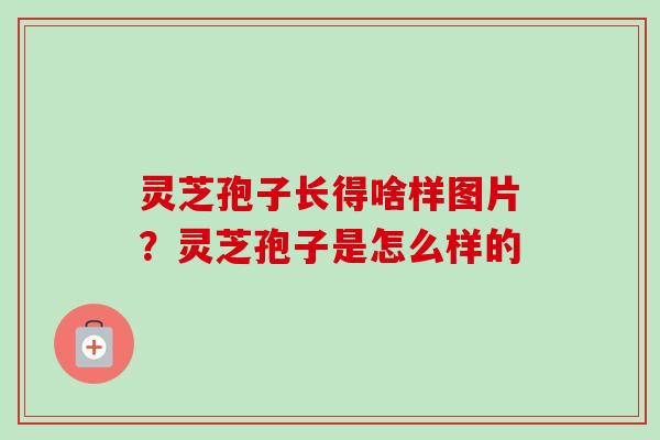 灵芝孢子长得啥样图片？灵芝孢子是怎么样的