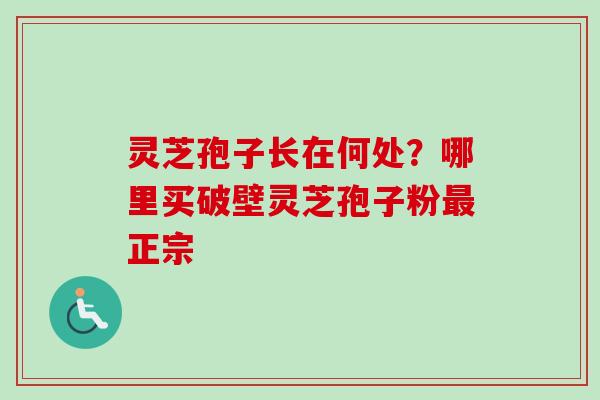 灵芝孢子长在何处？哪里买破壁灵芝孢子粉正宗