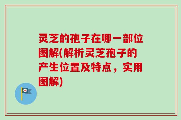 灵芝的孢子在哪一部位图解(解析灵芝孢子的产生位置及特点，实用图解)