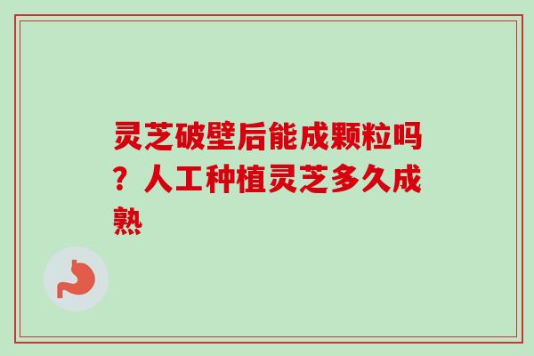 灵芝破壁后能成颗粒吗?人工种植灵芝多久成熟 灵芝破壁后能成颗粒吗?人工种植灵芝多久成熟