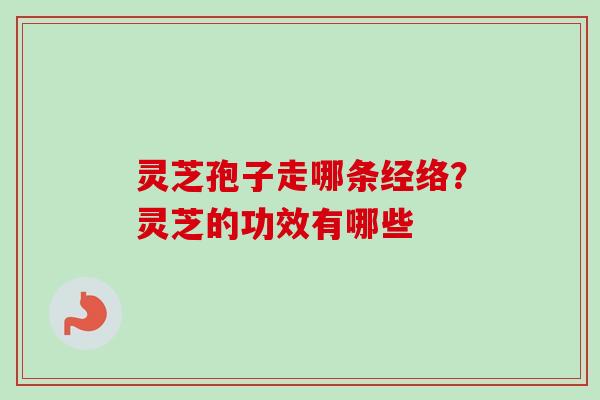 灵芝孢子走哪条经络？灵芝的功效有哪些