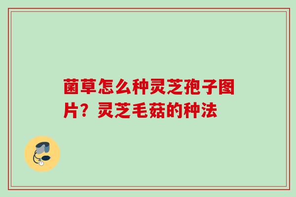 菌草怎么种灵芝孢子图片？灵芝毛菇的种法