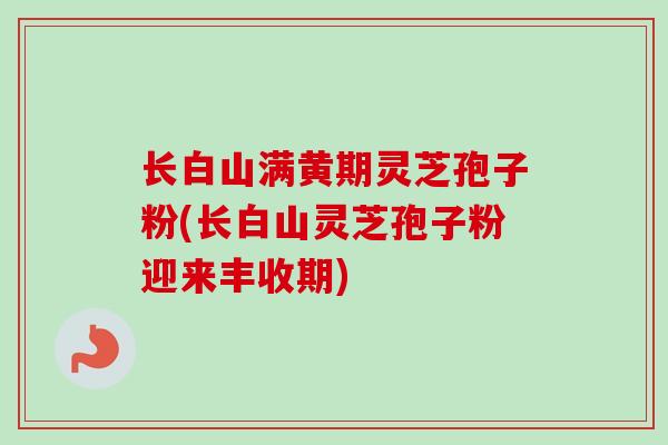 长白山满黄期灵芝孢子粉(长白山灵芝孢子粉迎来丰收期)