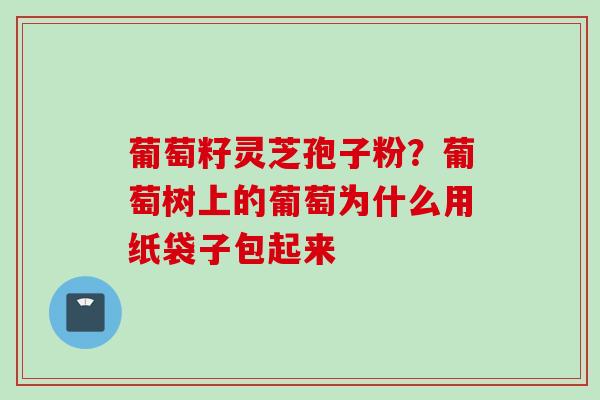 葡萄籽灵芝孢子粉？葡萄树上的葡萄为什么用纸袋子包起来