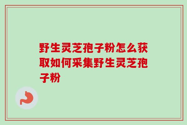 野生灵芝孢子粉怎么获取如何采集野生灵芝孢子粉